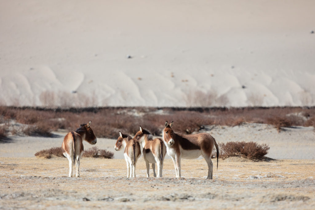 femelles et jeunes kiangs dans le Chang Tang, en voyage photo au Ladakh