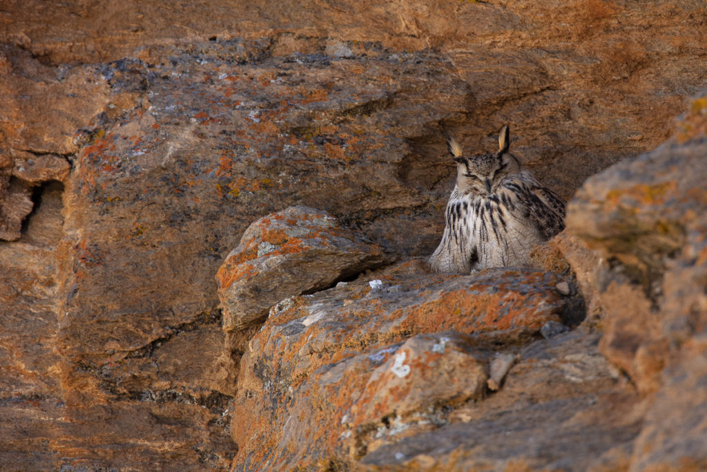 Un oeil sur la Nature | LADAKH – La panthère des neiges