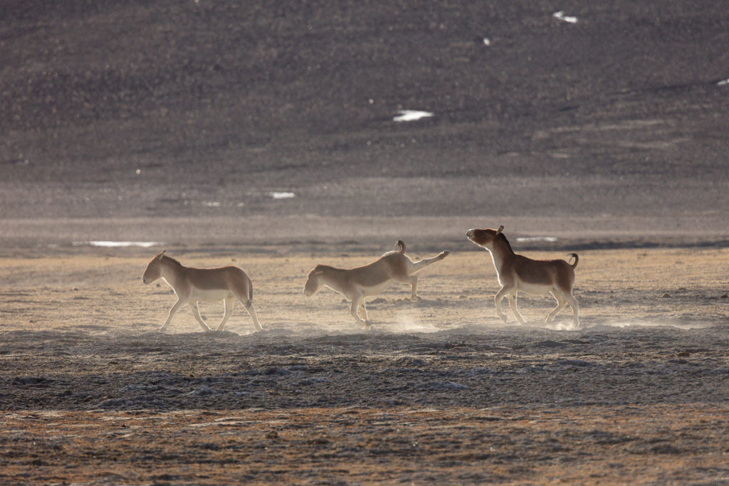 femelle kiang en ruade pour éloigner un mâle, photographiée au Ladakh