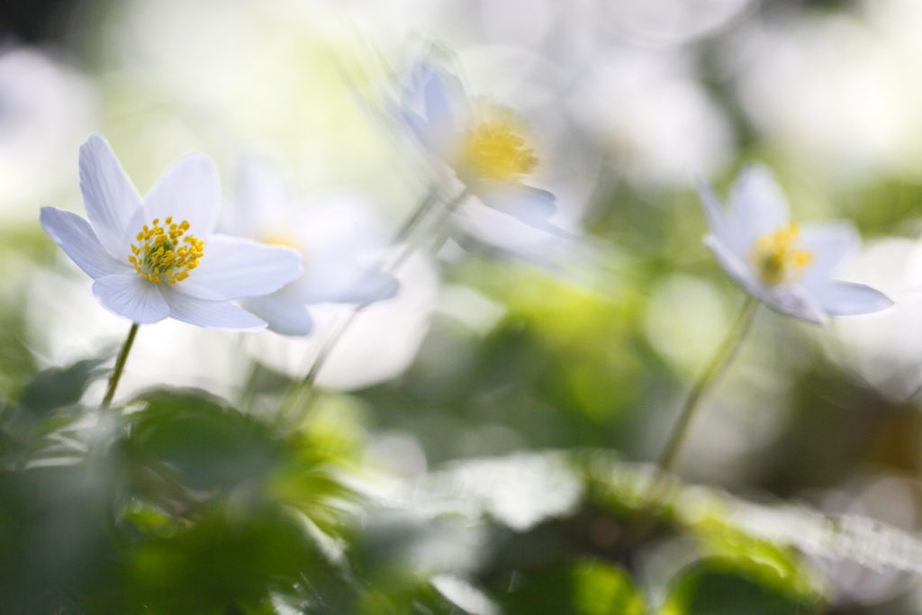 Un oeil sur la Nature | BELGIQUE – Hallerbos – Bois de Hal