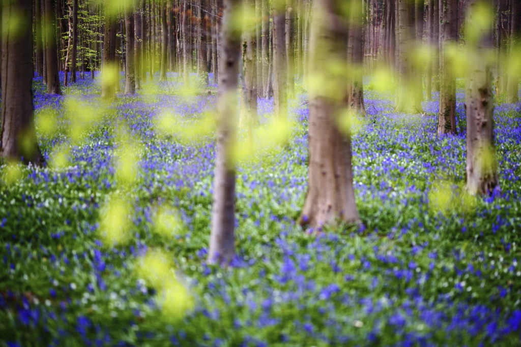 Un oeil sur la Nature | BELGIQUE – Hallerbos – Bois de Hal