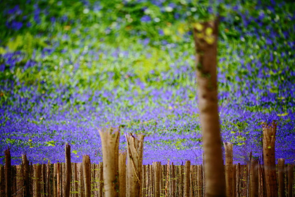 Un oeil sur la Nature | BELGIQUE – Hallerbos – Bois de Hal