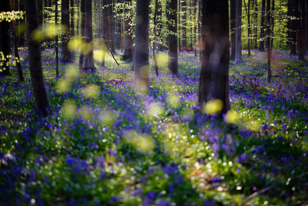 Un oeil sur la Nature | BELGIQUE – Hallerbos – Bois de Hal