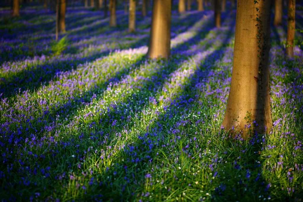 Un oeil sur la Nature | BELGIQUE – Hallerbos – Bois de Hal