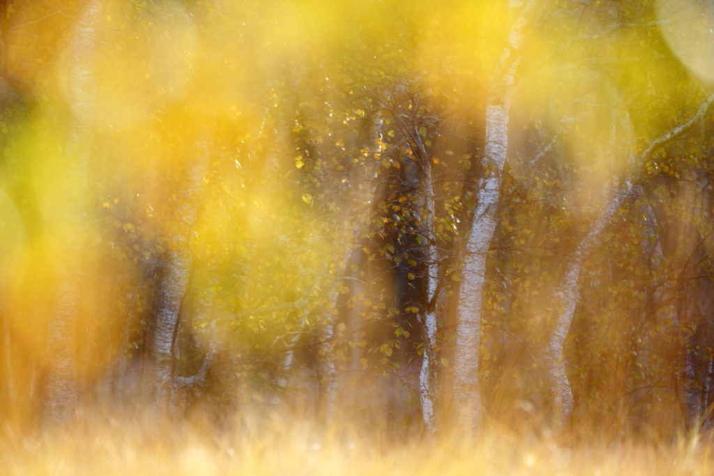 Un oeil sur la Nature | POLOGNE – Un automne dans les Carpates