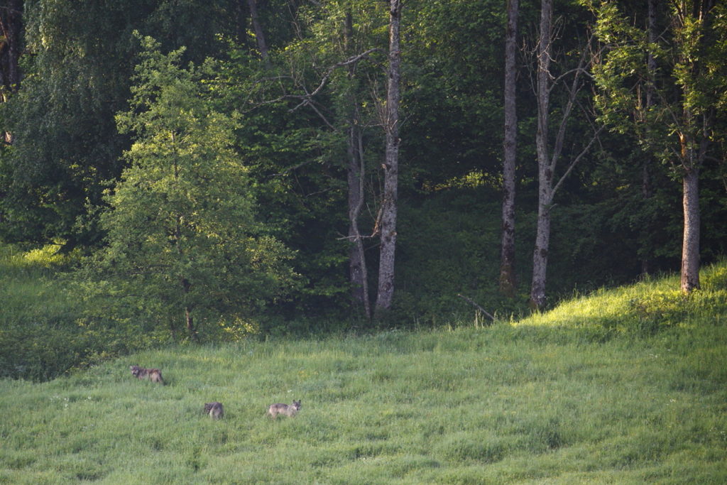 Un oeil sur la Nature | POLOGNE – Mythiques Carpates 