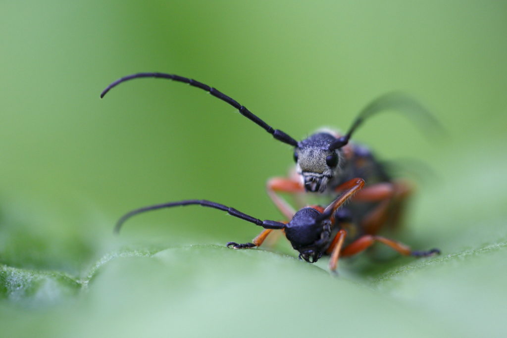 Un oeil sur la Nature | POLOGNE – Mythiques Carpates 