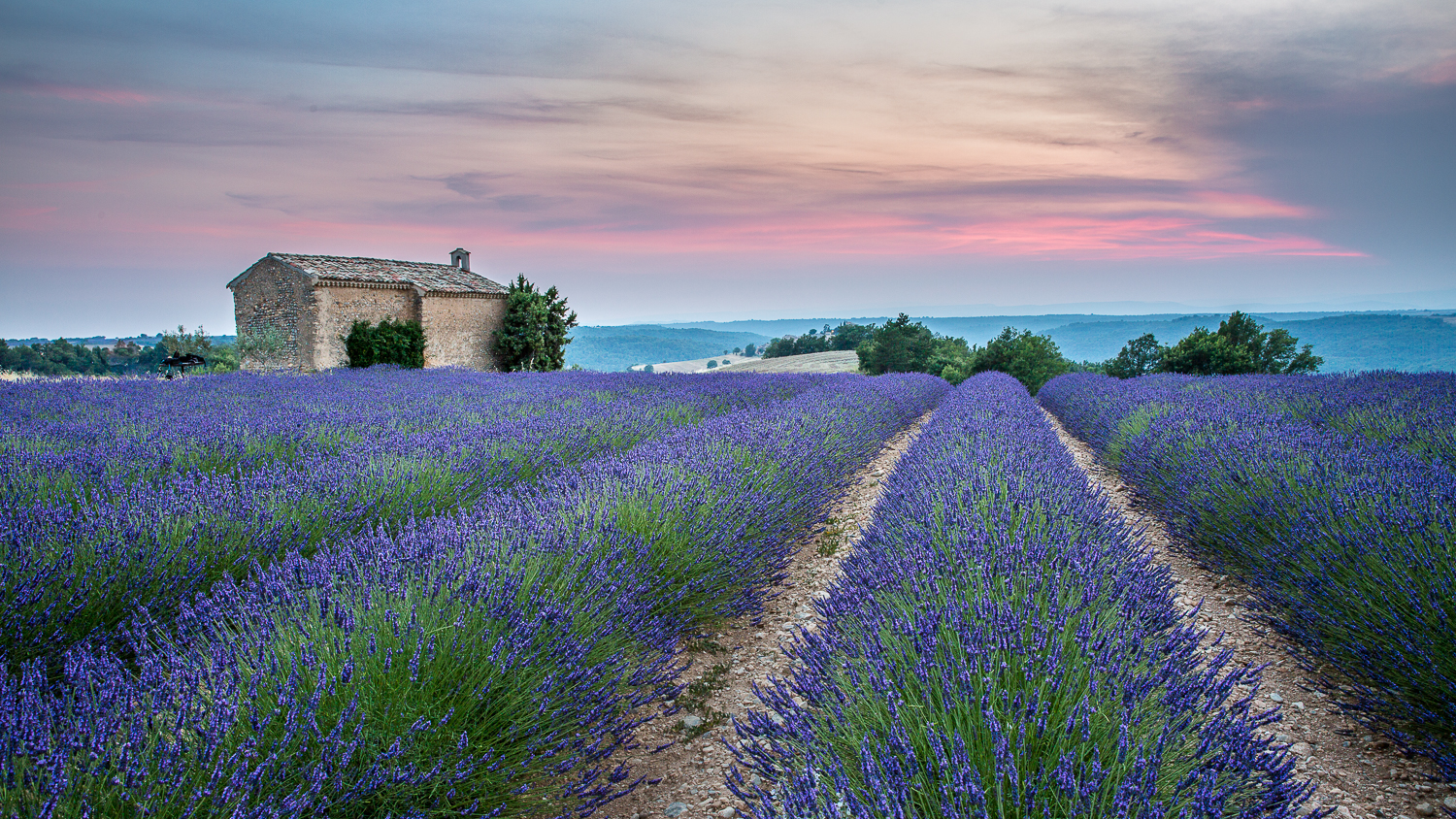 champ de lavandes et chapelle en Provence