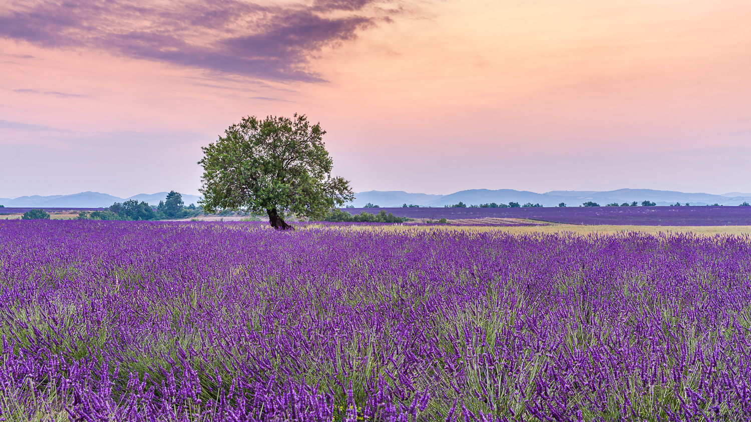 champs de lavandes en Provence, stage photo Provence