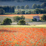 champs de coquelicots en Provence, Lubéron