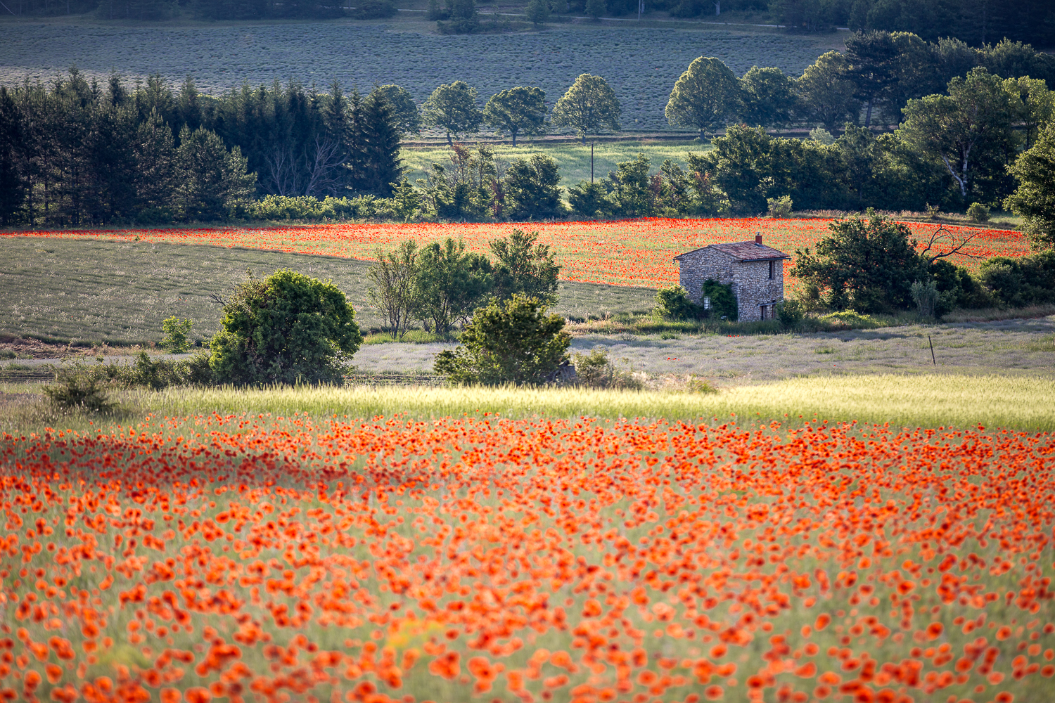 champs de coquelicots en Provence, Lubéron