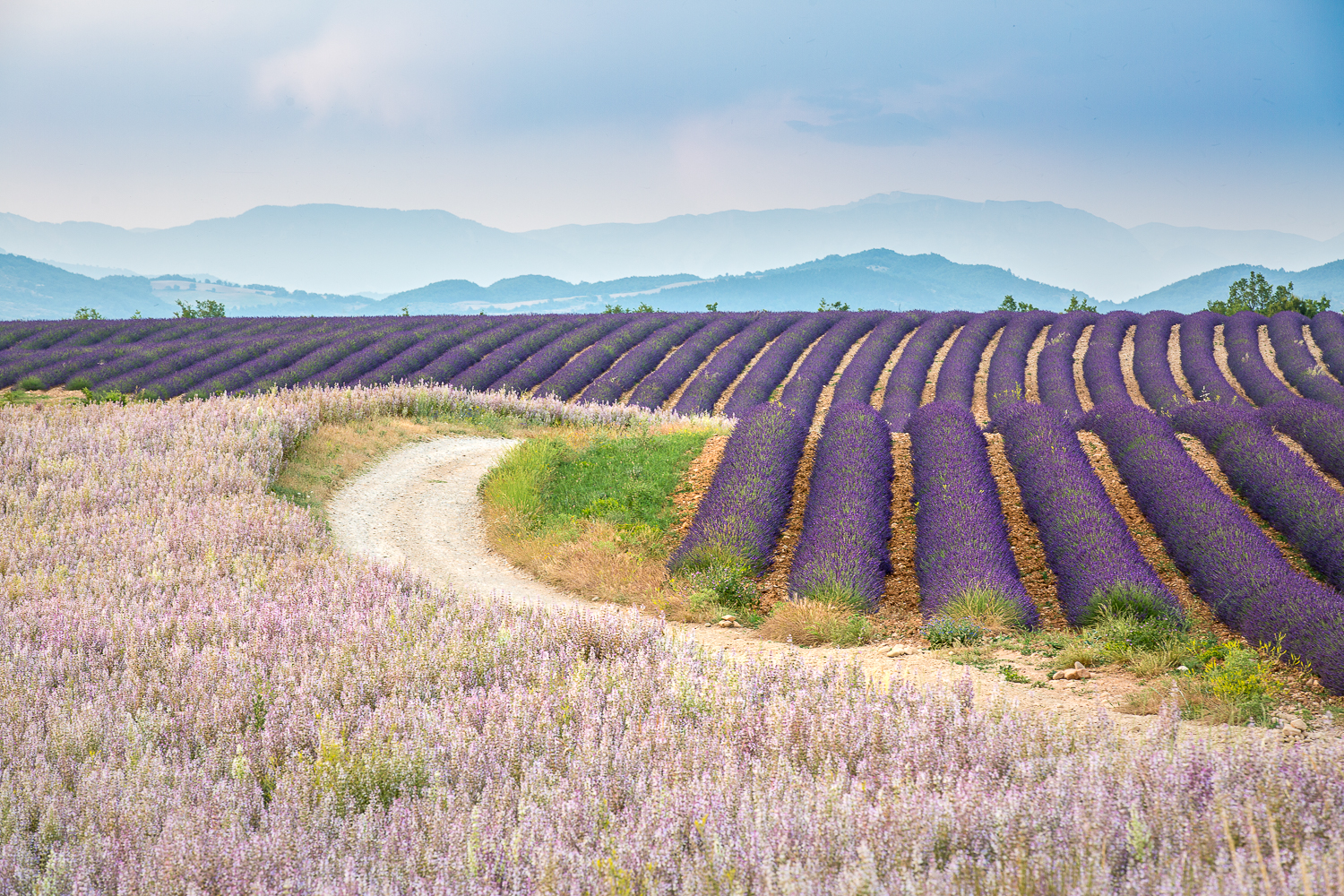 cultures de lavandes et de sauge en Provence