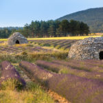 champs de lavande et bories, pendant un stage photo en Provence