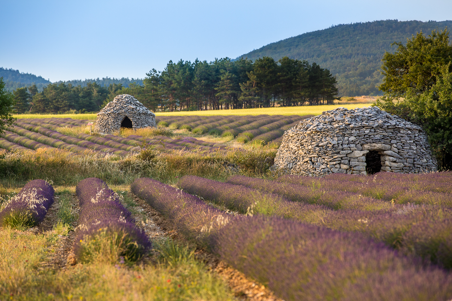 champs de lavande et bories, pendant un stage photo en Provence