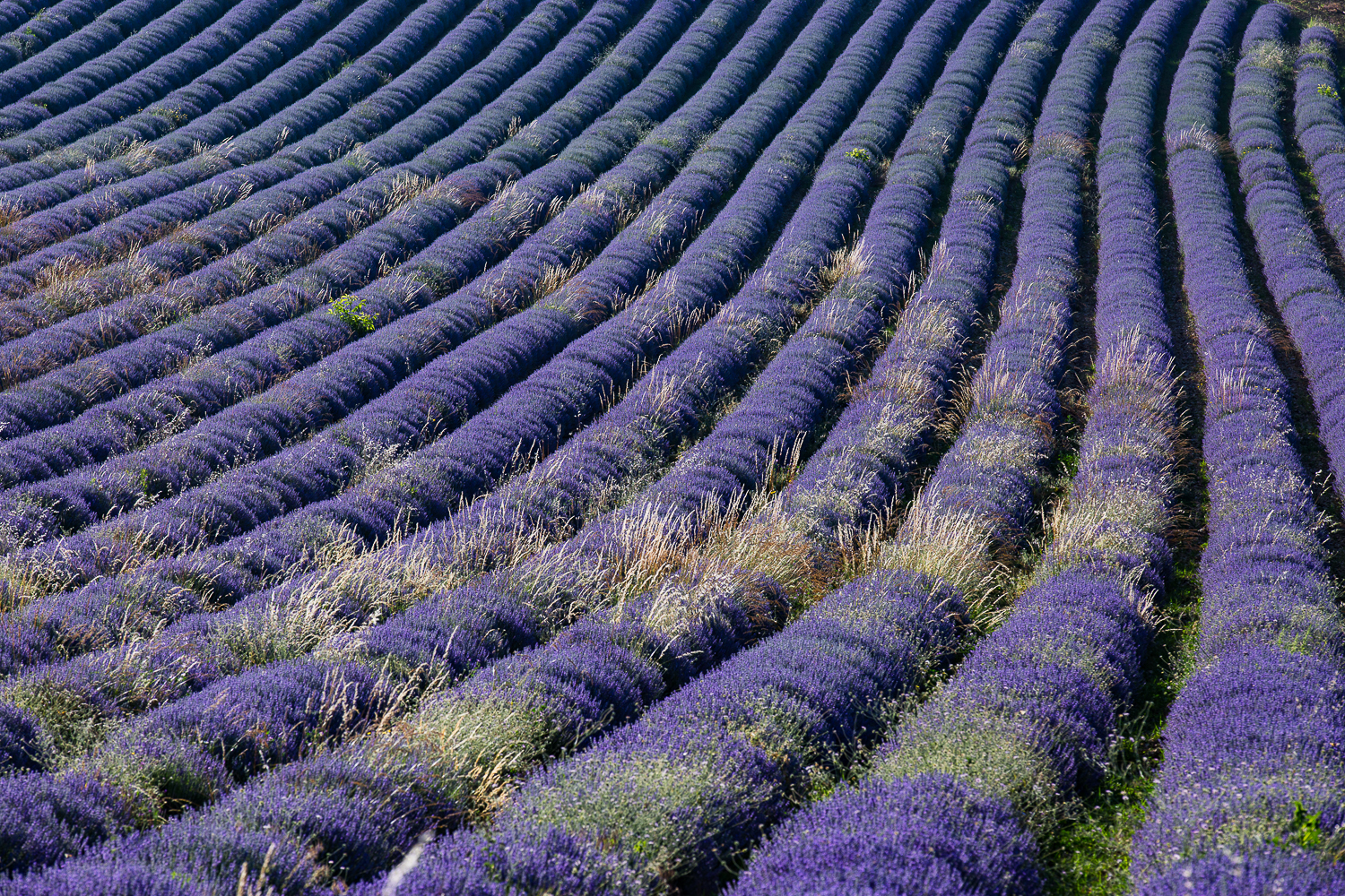champs de lavandes en Provence, stage photo Provence
