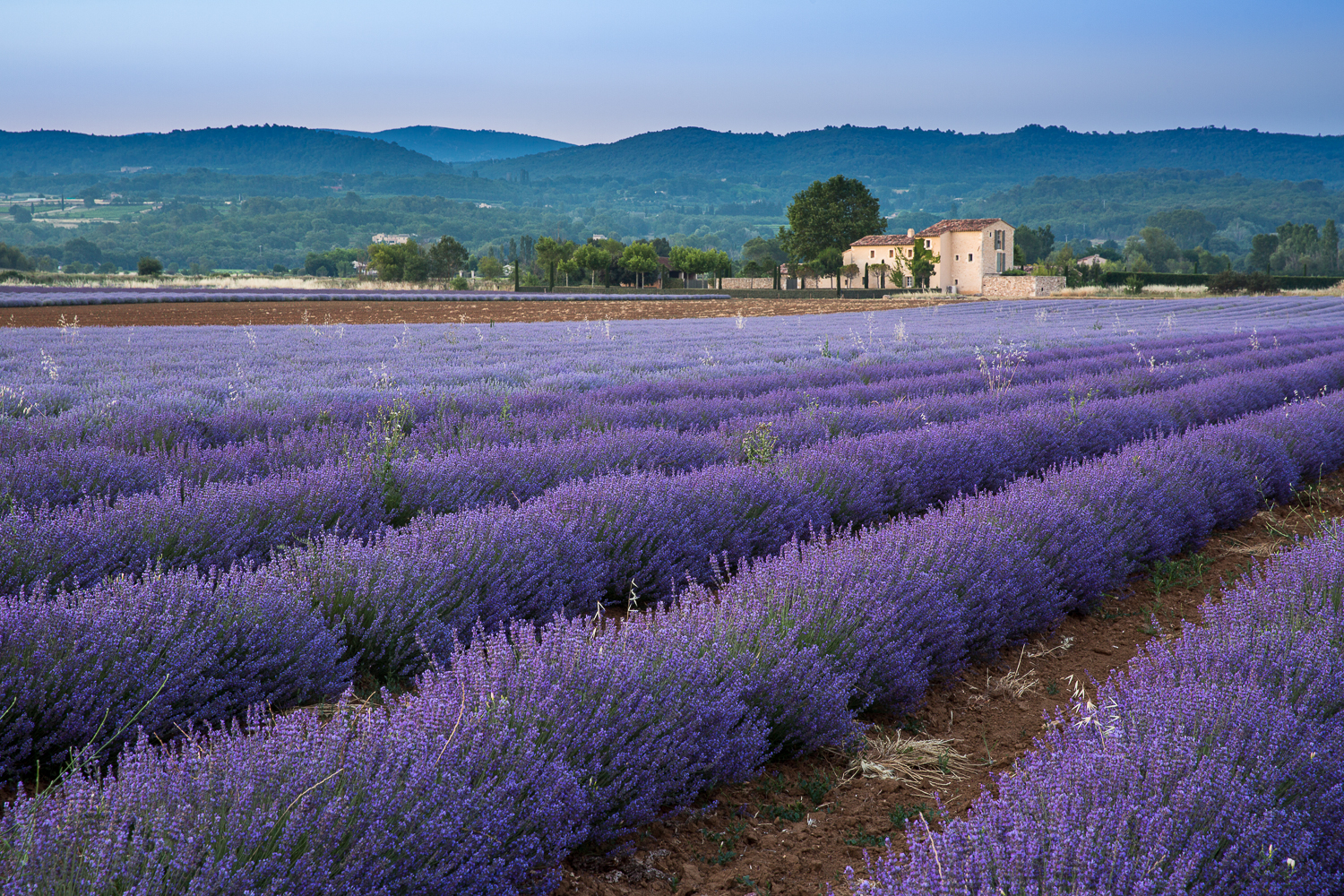 champ de lavande dans le Lubéron, en stage photo en provence