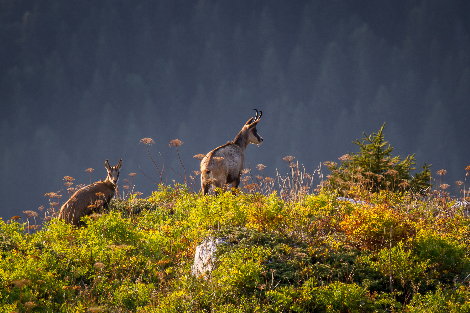 chamois de Chartreuse, stage photo nature, photo animalière en Chartreuse