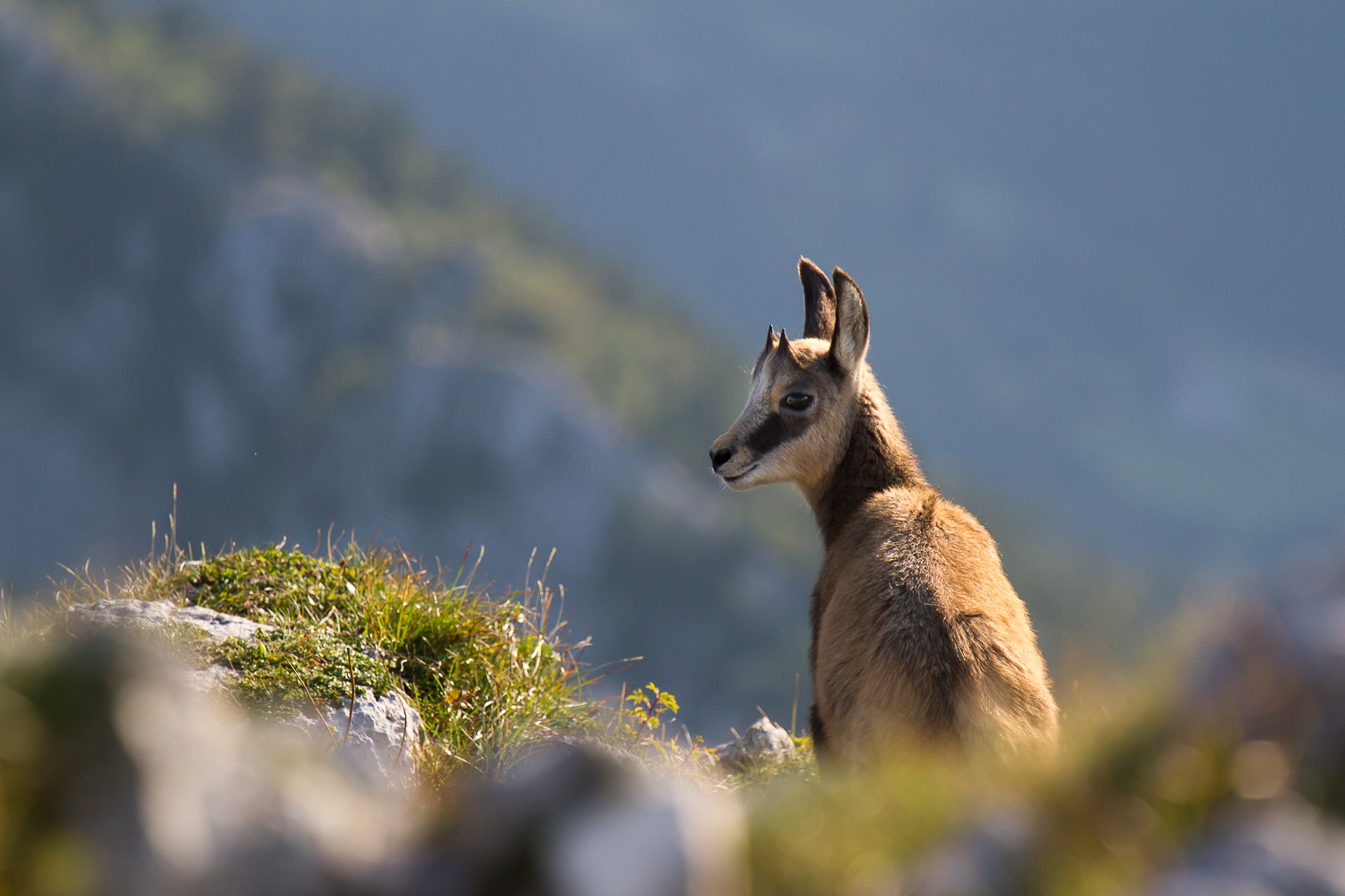 jeune chamois de Chartreuse, stage photo nature, photo animalière en Chartreuse