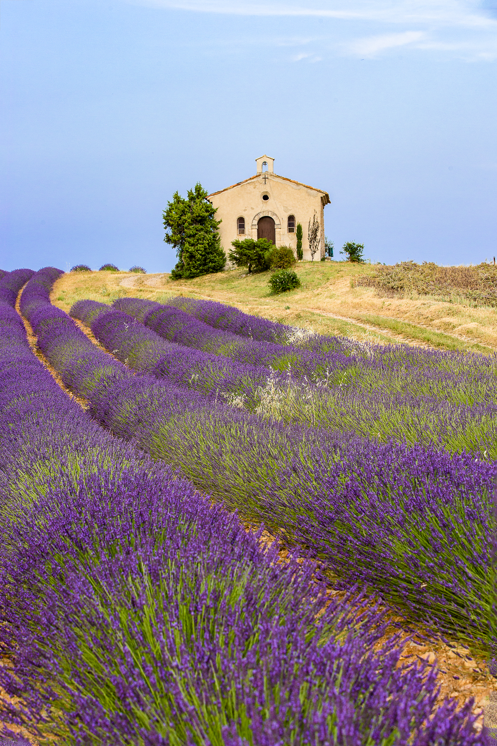 champ de lavandes et chapelle en Provence