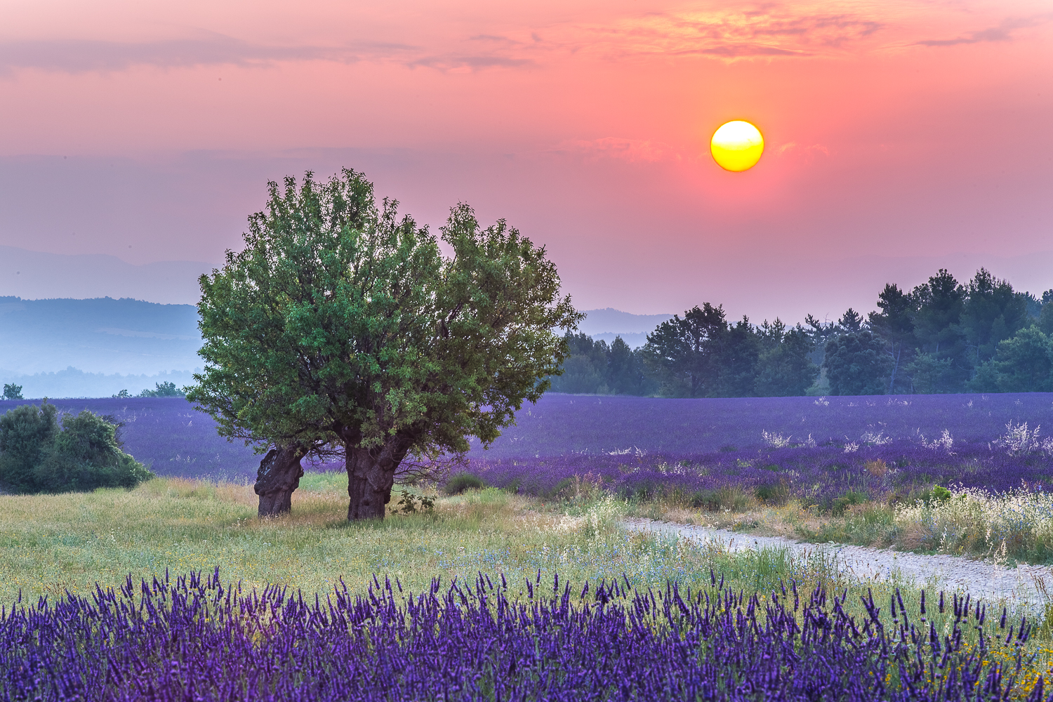 champs de lavandes en Provence, stage photo Provence