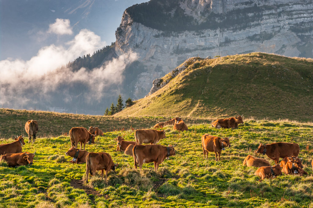 Un oeil sur la Nature | FRANCE – Reportage photo « Fête des Hérens de Chartreuse »