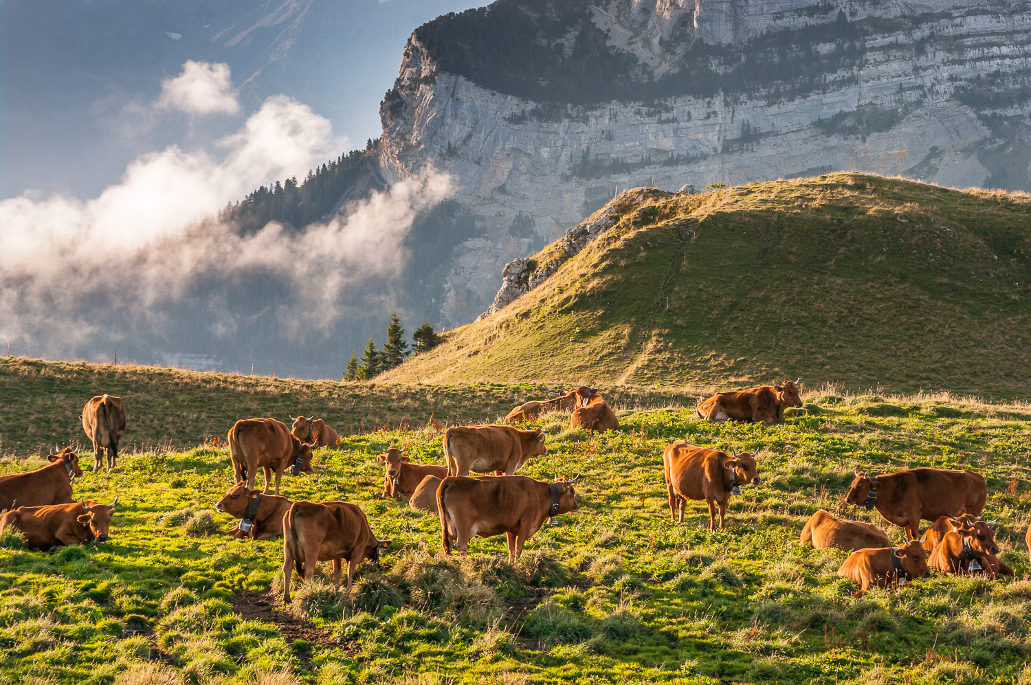 troupeau de vaches tarines à l'alpage, stage photo nature en Chartreuse