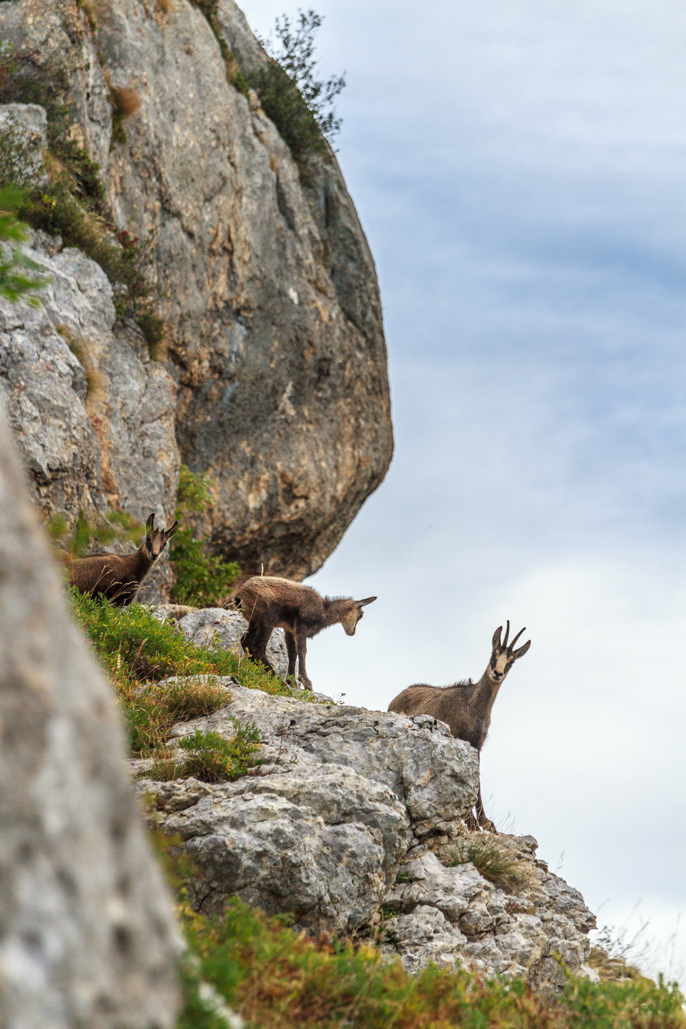 chamois de Chartreuse, stage photo animalière en Chartreuse