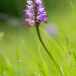 orchidée de Chartreuse, stage photo macro