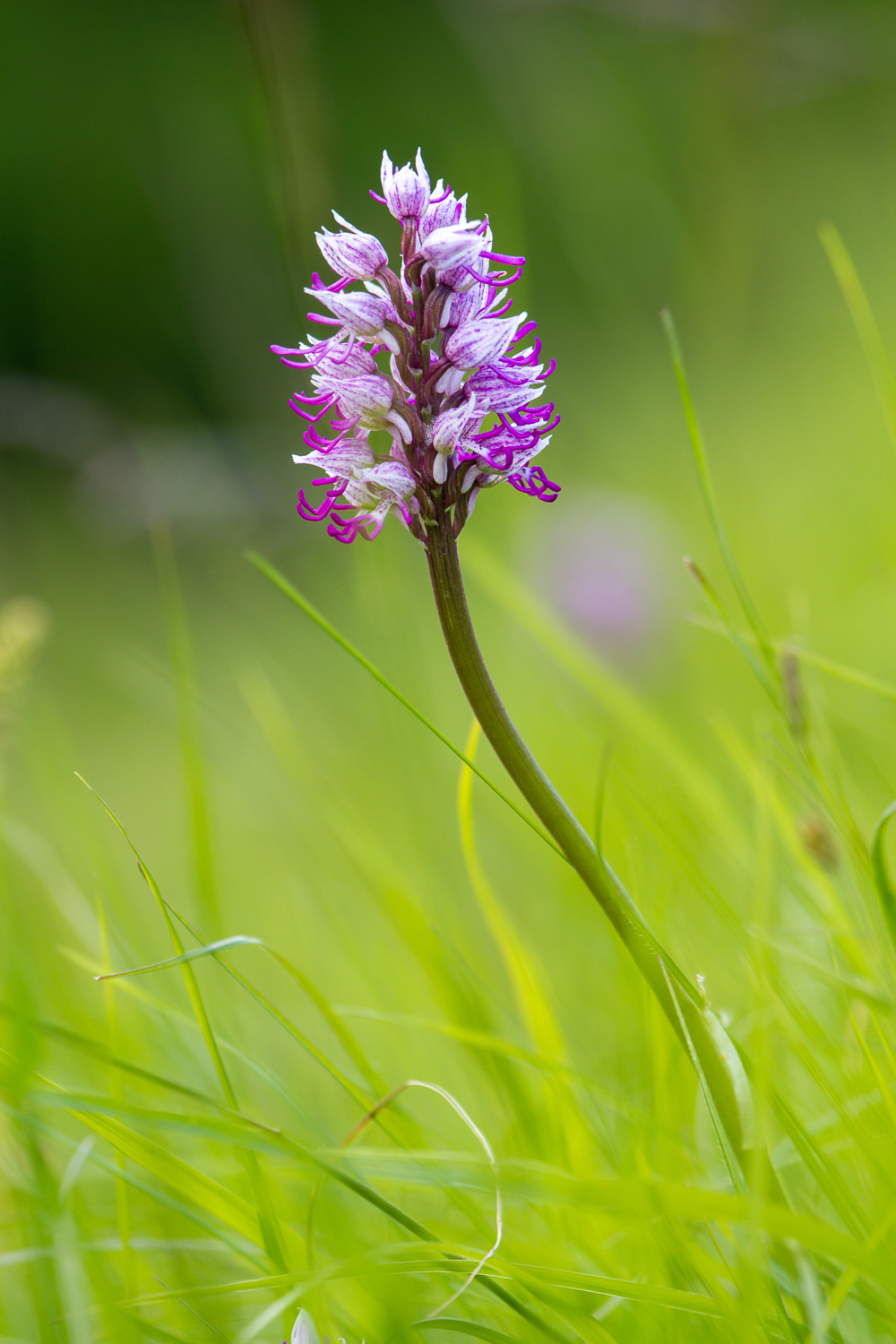 orchidée de Chartreuse, stage photo macro