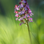 orchidée de Chartreuse, stage photo macro