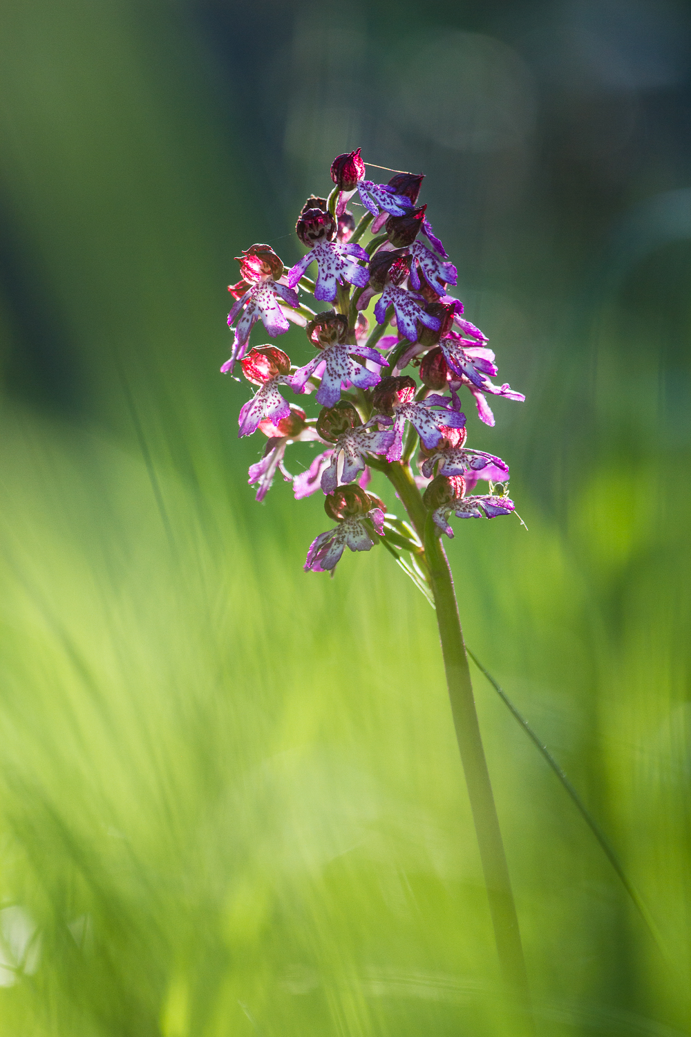 orchidée de Chartreuse, stage photo macro