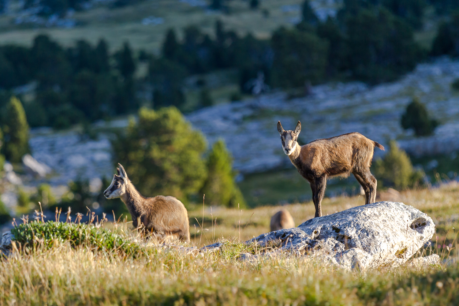 jeunes chamois de chartreuse, pendant un stage photo en Chartreuse