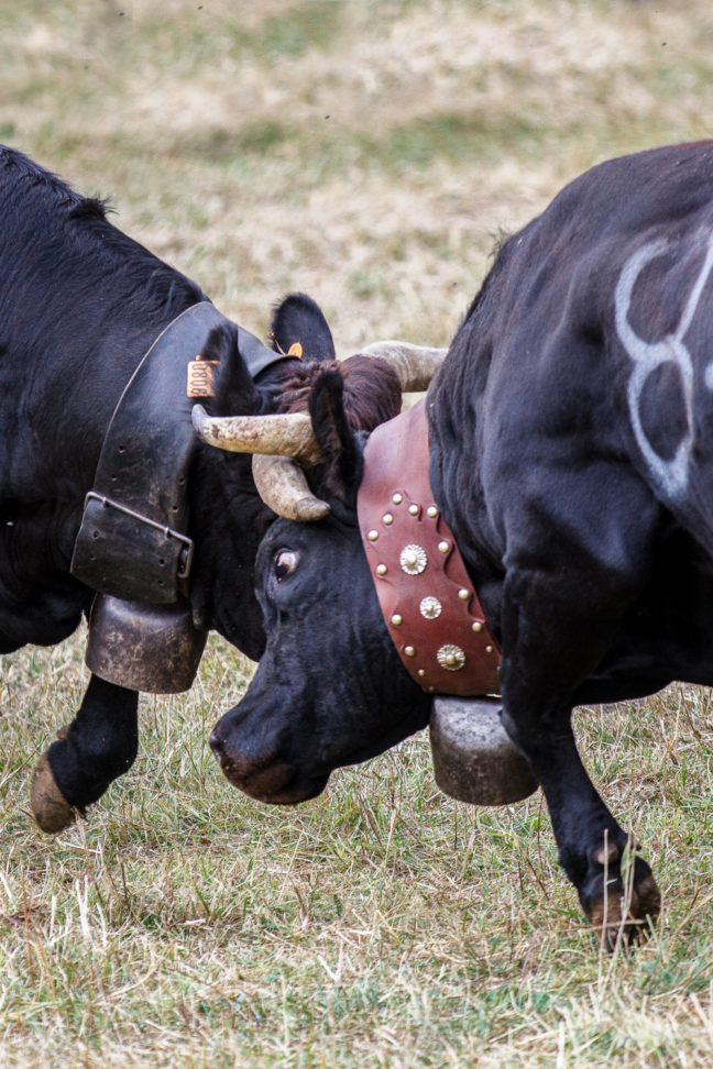 bataille de vaches Hérens ou combat de reines, Chartreuse