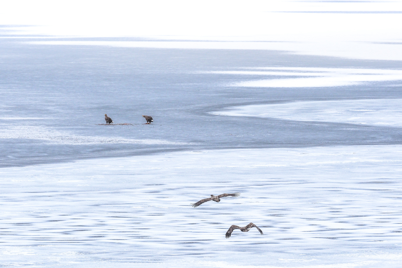 Voyage photo en Norvège / îles Lofoten