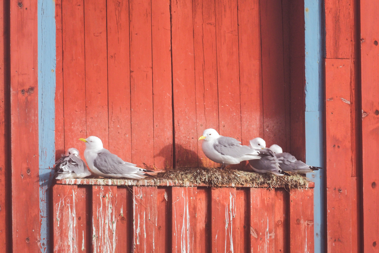 Mouettes en Norvège / îles Lofoten