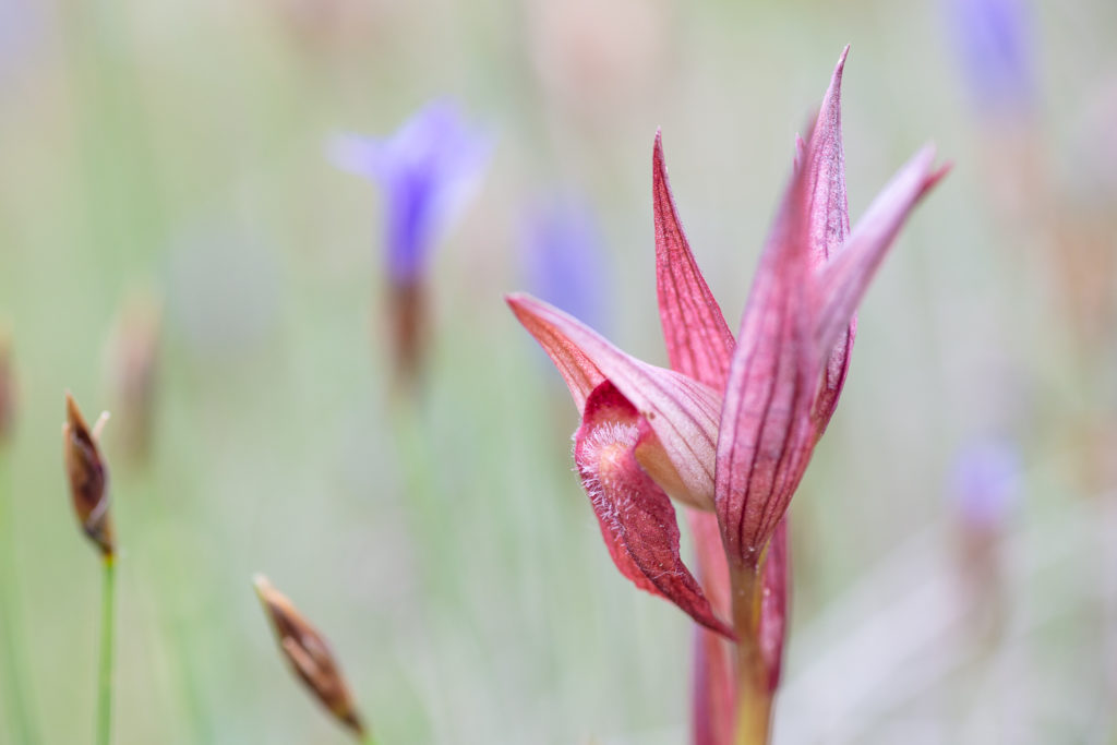 Un oeil sur la Nature | FRANCE – Orchidées sauvages