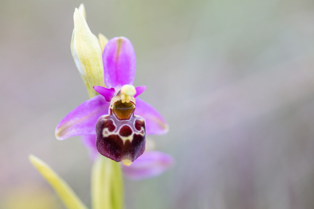 Un oeil sur la Nature | FRANCE – Orchidées sauvages