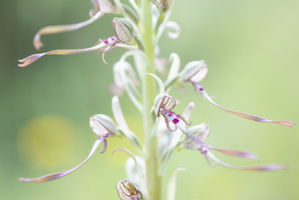 Un oeil sur la Nature | FRANCE – Orchidées sauvages
