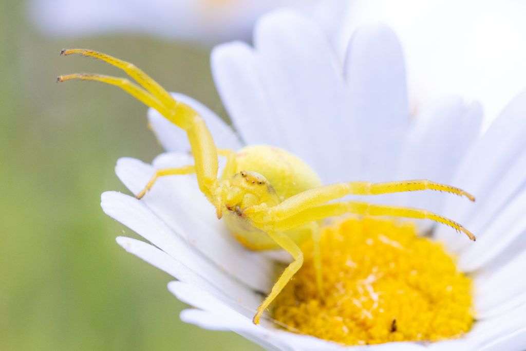 Un oeil sur la Nature | FRANCE – Orchidées sauvages