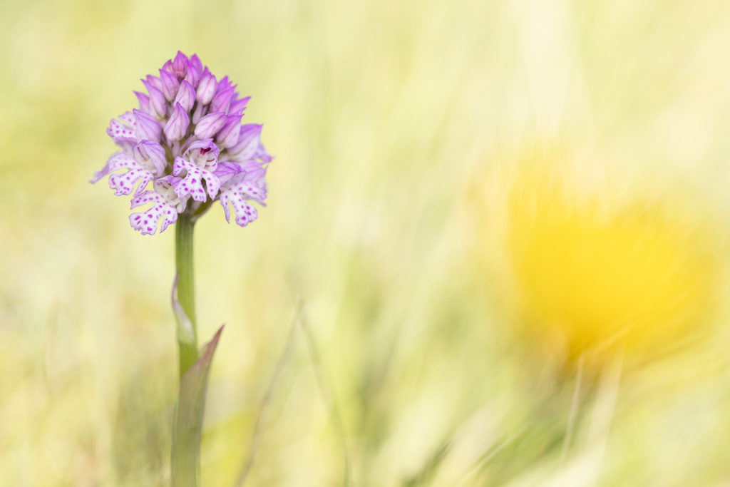 Un oeil sur la Nature | FRANCE – Orchidées sauvages