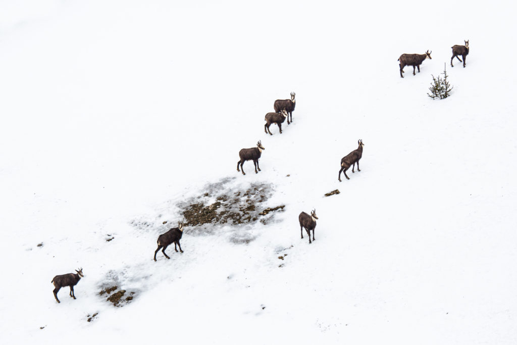 Un oeil sur la Nature | FRANCE – Évasion hivernale en Chartreuse