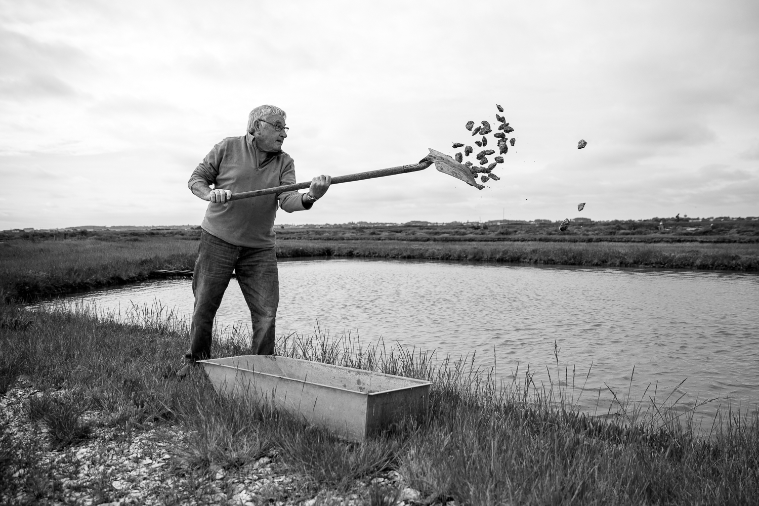 transfert des huitres dans les claires, stage photo Charente Maritime