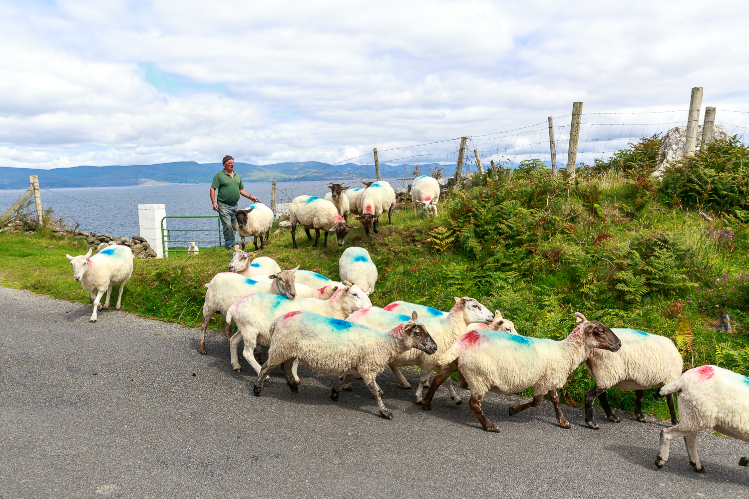 moutons sur la péninsule de Beara, voyage photo en Irlande