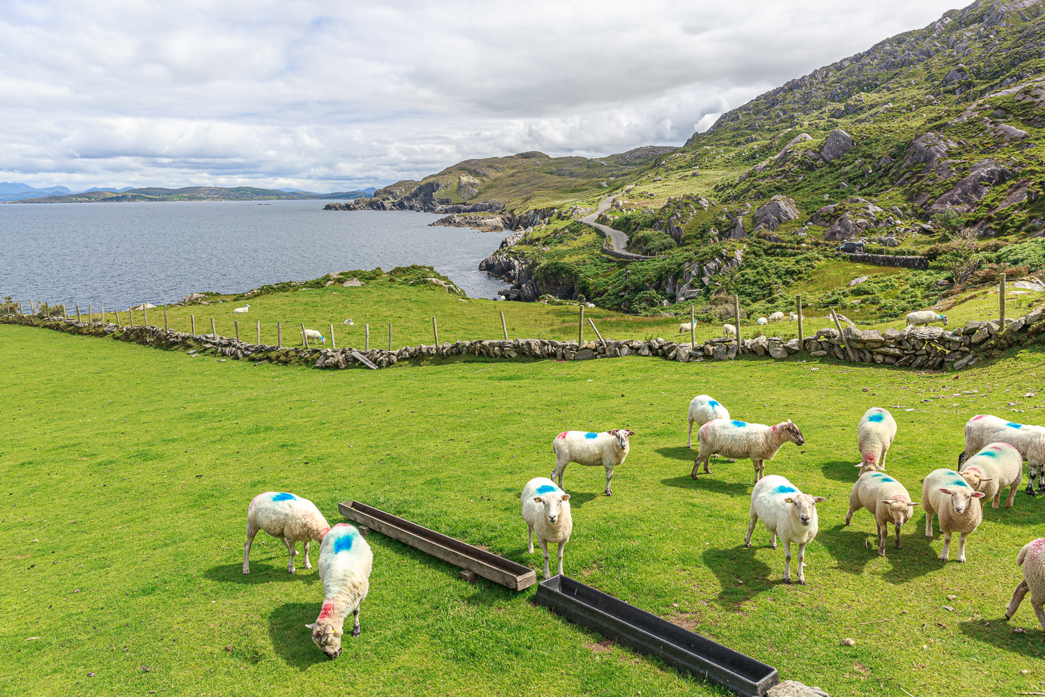 moutons sur la péninsule de Beara, voyage photo en Irlande