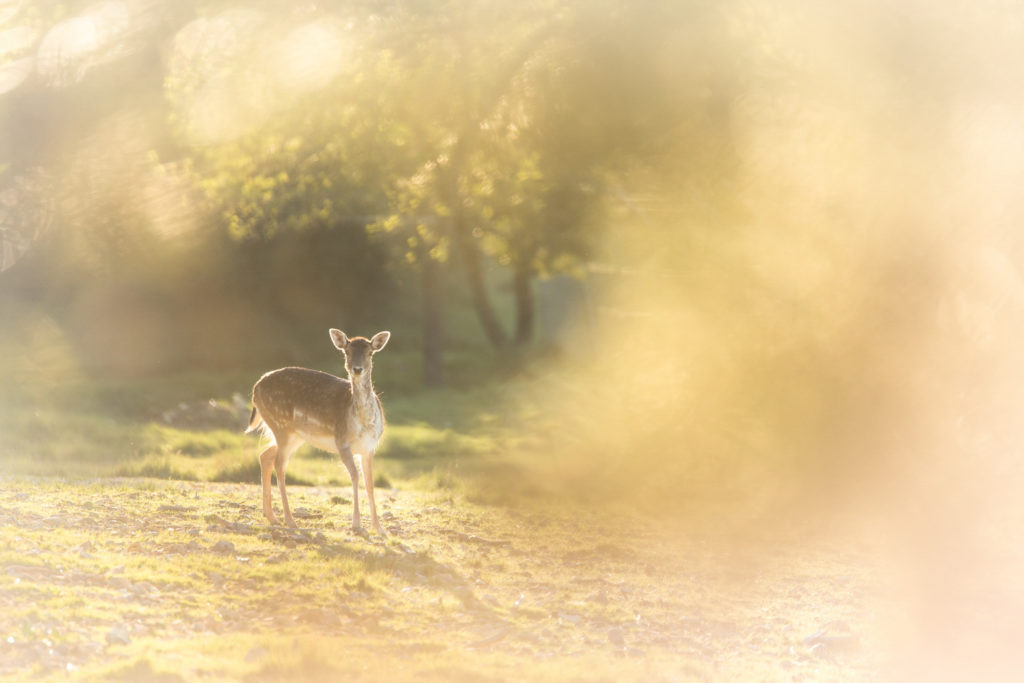 Un oeil sur la Nature | ITALIE – La Toscane au printemps