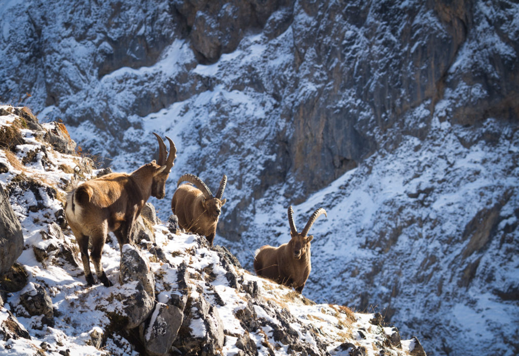 Un oeil sur la Nature | FRANCE – Le rut du bouquetin