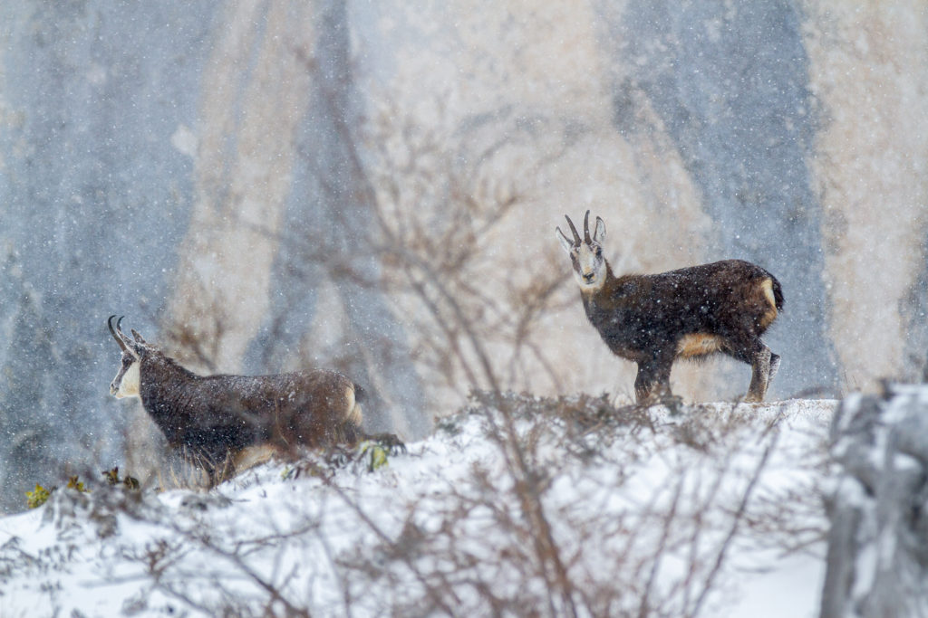 Un oeil sur la Nature | FRANCE – Évasion hivernale en Chartreuse