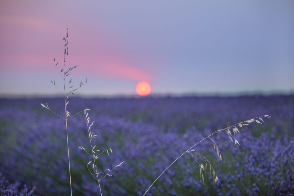 Un oeil sur la Nature | FRANCE – Provence : entre Ventoux et Lavandes