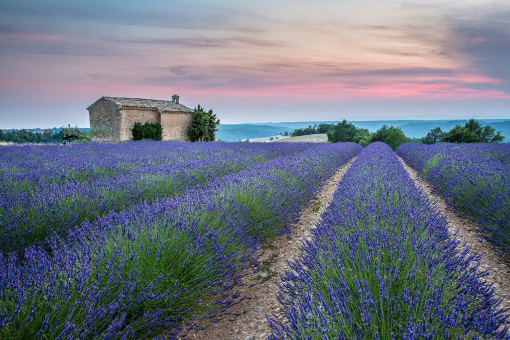 Un oeil sur la Nature | FRANCE – Provence : entre Ventoux et Lavandes