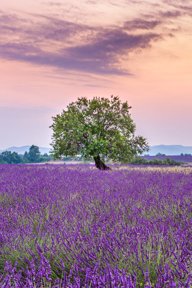 lavandes, stage photo Provence